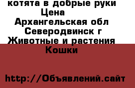 котята в добрые руки › Цена ­ 50 - Архангельская обл., Северодвинск г. Животные и растения » Кошки   